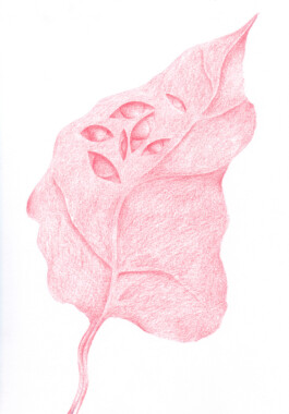 Anna Maria Schönrock